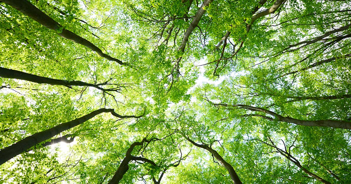 TIERRA! Dialogo con gli alberi