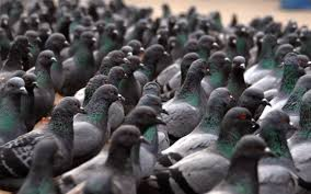 Ordinanza sindacale n. 1 del 07/07/2023 - contenimento della popolazione di piccioni