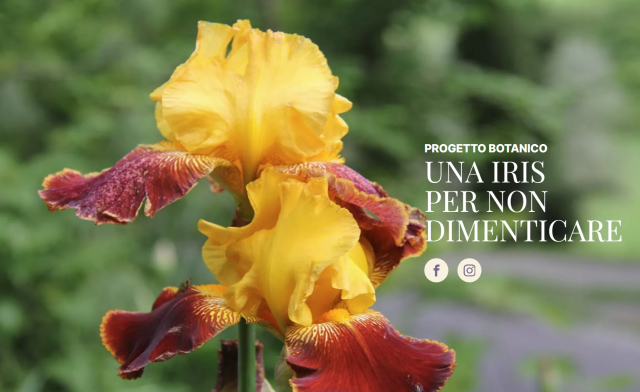Progetto botanico UNA IRIS PER NON DIMENTICARE Paola Mostosi e tutte le altre donne vittime di violenza